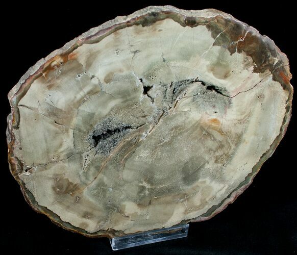 Araucaria Petrified Wood Slab - x #6774
